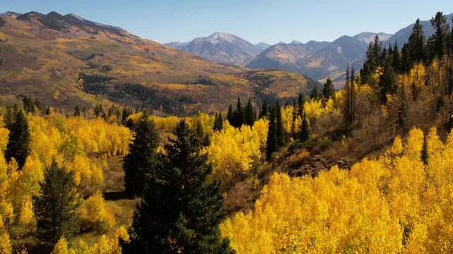 Fall season aspen trees in the Rocky Mountains of Colorado