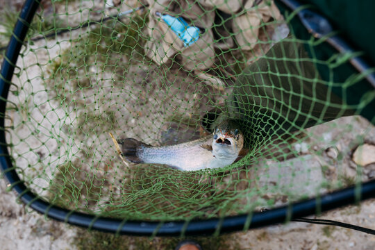 Closeup of rainbow trout caught in fishing net