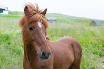 Obraz premium Chestnut pony standing alert in a grassy countryside field