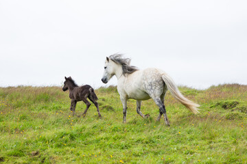 Obraz premium Foal and dappled mare running through grassy hill meadow