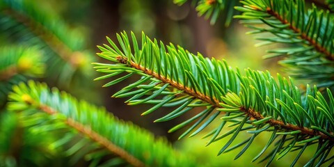 Fototapeta premium Closeup of Coniferous Needles, foliage, forest, foliage, forest,coniferous pine needles, leaf,