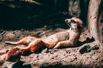 Meerkat Lounging on the Ground, Funny and Cute Animal Behavior