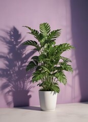 Obraz premium Open magazine spread, dappled plant shadows on colored backdrop, pattern, advertising