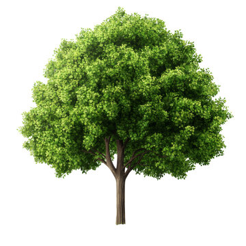 Lush green tree isolated on a transparent background highlighting its vibrant foliage and natural beauty, green trees isolated on blank trasparent background,