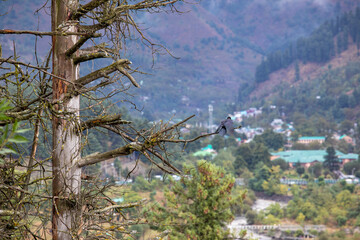 Pahalgam, also known as Pahalgom, is a popular tourist destination and hill station situated in the Anantnag of Jammu and Kashmir, India. The Beauty Of Kashmir. Scenic View Of Snowcapped Mountain.  
