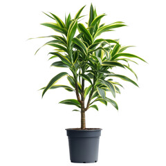 Fototapeta premium Dracaena fragrans house plant in a black pot against a clean transparent background showcasing lush green leaves, Dracaena fragrans house plant isolated on transparent background