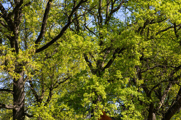 Spring green foliage on ancient oak branches in the forest. Spring landscape. Poland