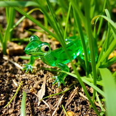 Obraz premium A beautiful glass lizard slithering through the grass