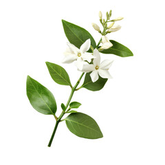 Obraz premium Single jasmine flower with green leaves on a transparent background, highlighting natures beauty and simplicity, Jasmine flower single stem isolated on transparent backgroud