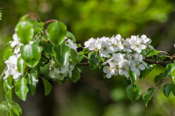 Ramo di un albero con bellissimi fiori bianchi
