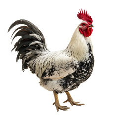 Fototapeta premium A striking bantam cochin rooster standing proudly against a transparent background in full view, bantam cochin rooster, isolated transparent background