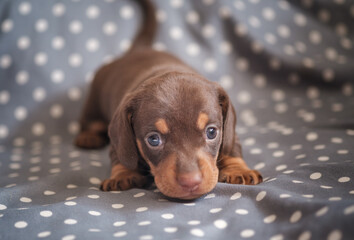 cute chocolate dachshund puppy