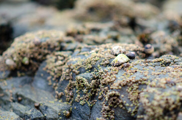 Close-up of barnacles and snails covering rocky shore, capturing details of marine life at low tide. Ideal for illustrating coastal ecosystems and tidepool habitats.