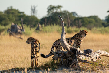 cheetah brothers scanning savannah at moremi national park