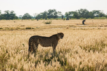 cheetah in moremi plains of Botswana