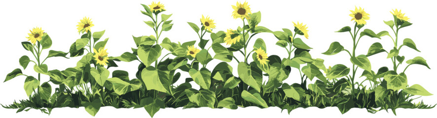 Sunflower plant bush isolated on white background. Vector illustration for decoration. cut out