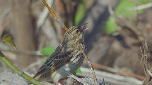 Tree pipit (Anthus trivialis) close-up. Bird sits on tree branch and chirps. Wildlife. Slow motion.