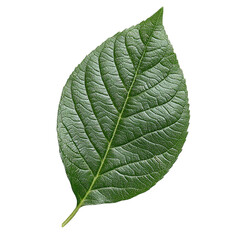 Obraz premium green leaf isolated on white