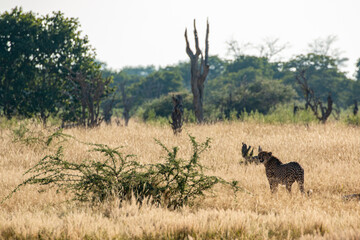 cheetah in landscape overlooking yellow savannah grass(Acinonyx jubatus)