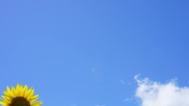 風に揺れるヒマワリと太陽の4Kティルトダウン動画(4K 120fpsを30fpsに編集)	