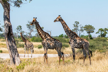 Fototapety na wymiar - Fototapeta24.pl