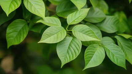 Vibrant Green Leaves: A Close-Up of Lush Foliage