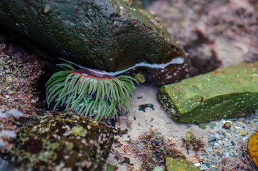 A vibrant sea anemone thrives in a rocky tide pool, surrounded by colorful stones and marine...