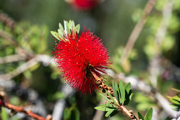 Bottlebrush Bloom Against Azure Skies