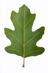 Green oak leaf isolated on white background