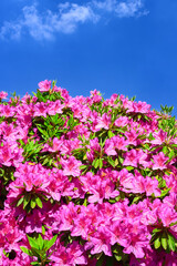 Obraz premium ツツジの花