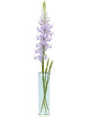 Naklejka premium Twilight Elegance (Lavender Gladiolus Wisteria) slender, fluted glass vase with light purple-tinted water, holding a graceful bouquet