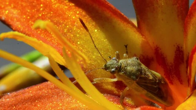Macro Shots of Insects and Snails on Flowers and Moss &mdash; Close-Up Wildlife in Nature