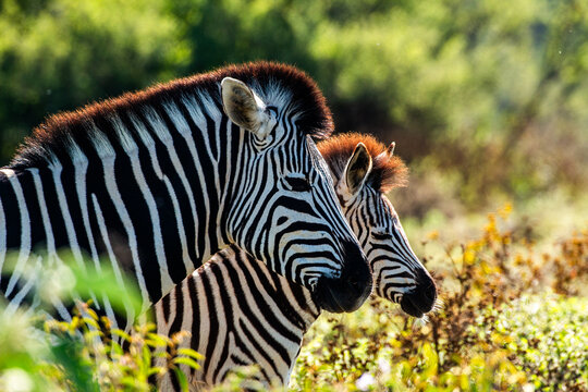 close up of zebra mother with calf at khama rhino in botswana