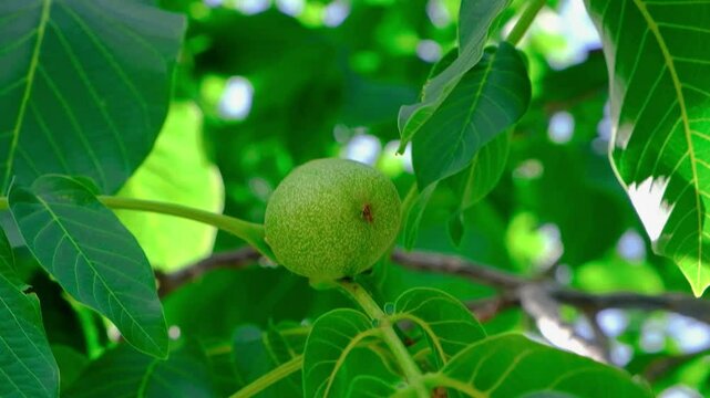 green walnuts on tree