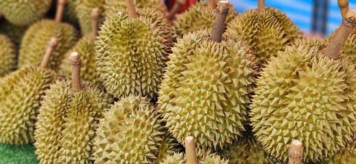 King of fruit Durian, Monthong famous fruit in the tropical area.