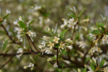 White flower of cherry elaeagnus shrub or Elaeagnus multiflora.