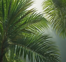 Fototapeta premium Vibrant green palm fronds, sunlight dappled, intricate leaf veins, palm tree, exotic plants