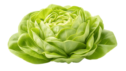 A vibrant green lettuce head, organically grown, displays its tightly packed leaves in a beautiful rosette formation, showcasing its freshness and healthy appearance.