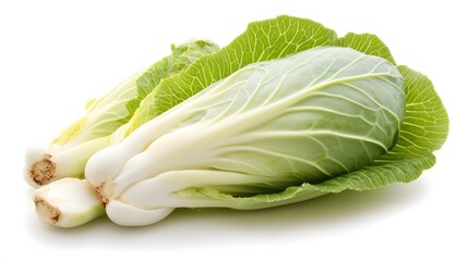 Fresh Napa Cabbage Vegetable Closeup, Green and White Leafy Brassica