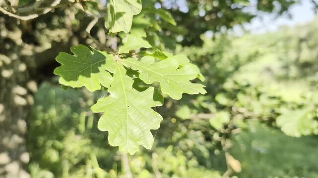 Le foglie della quercia in primavera