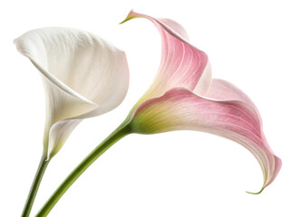Delicate calla lily flowers in soft white and pink hues create serene and elegant display, perfect for any floral arrangement