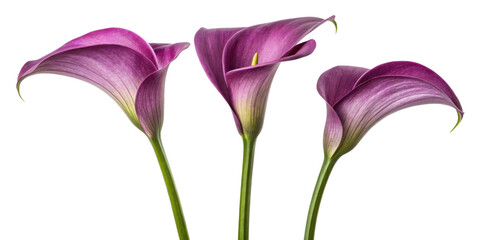 Three elegant calla lilies bloom gracefully showcasing their vibrant purple hues and delicate petals in serene display of nature beauty