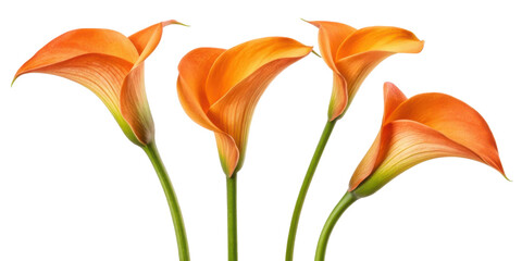 Beautiful calla lilies bloom in vibrant orange hues, showcasing their elegant petals and graceful forms