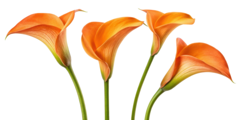 Beautiful calla lilies bloom in vibrant orange hues, showcasing their elegant petals and graceful forms