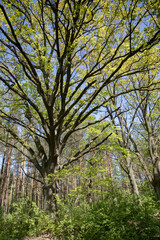 Fototapeta premium Green picturesque oak forest in early spring on a sunny day, bright juicy greenery, Kampinos National Park 