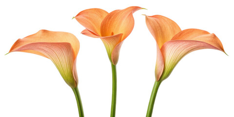 Beautiful calla lilies bloom gracefully, showcasing their elegant petals in soft orange hues, perfect for any floral arrangement © DigitalDreamScapes