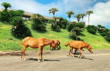 都井岬の野生馬と南国の風景 – 宮崎県の自然と文化の象徴/Wild Horses of Cape Toi in Miyazaki – Tropical Landscape and Untamed Beauty of Japa