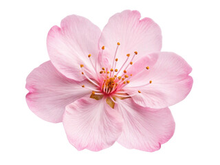 Fototapeta premium Beautiful cherry blossom flower with delicate pink petals and vibrant yellow stamens, symbolizing spring arrival and renewal