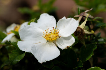 Beetle on Camellia Blossom – Nature's Microcosm