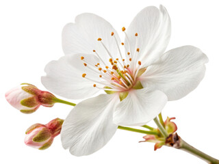 Obraz premium Delicate cherry blossom flower showcases its pristine white petals and vibrant yellow stamens, symbolizing beauty and renewal